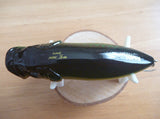 Used POPMAX YAMAHA Limited Color 2005