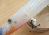 Used JAGI MOUTH