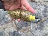AROWANA