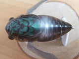 Unused GRAND SIGLETT