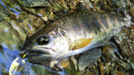 AR-S Spinner Trout Model