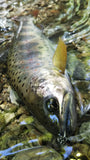 AR-S Spinner Trout Model