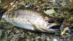 AR-S Spinner Trout Model