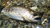 AR-S Spinner Trout Model